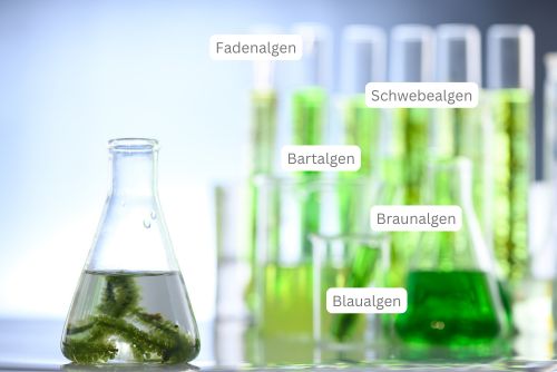 Algen im Teich bestimmen & natürlich bekämpfen – 7 einfache Schritte