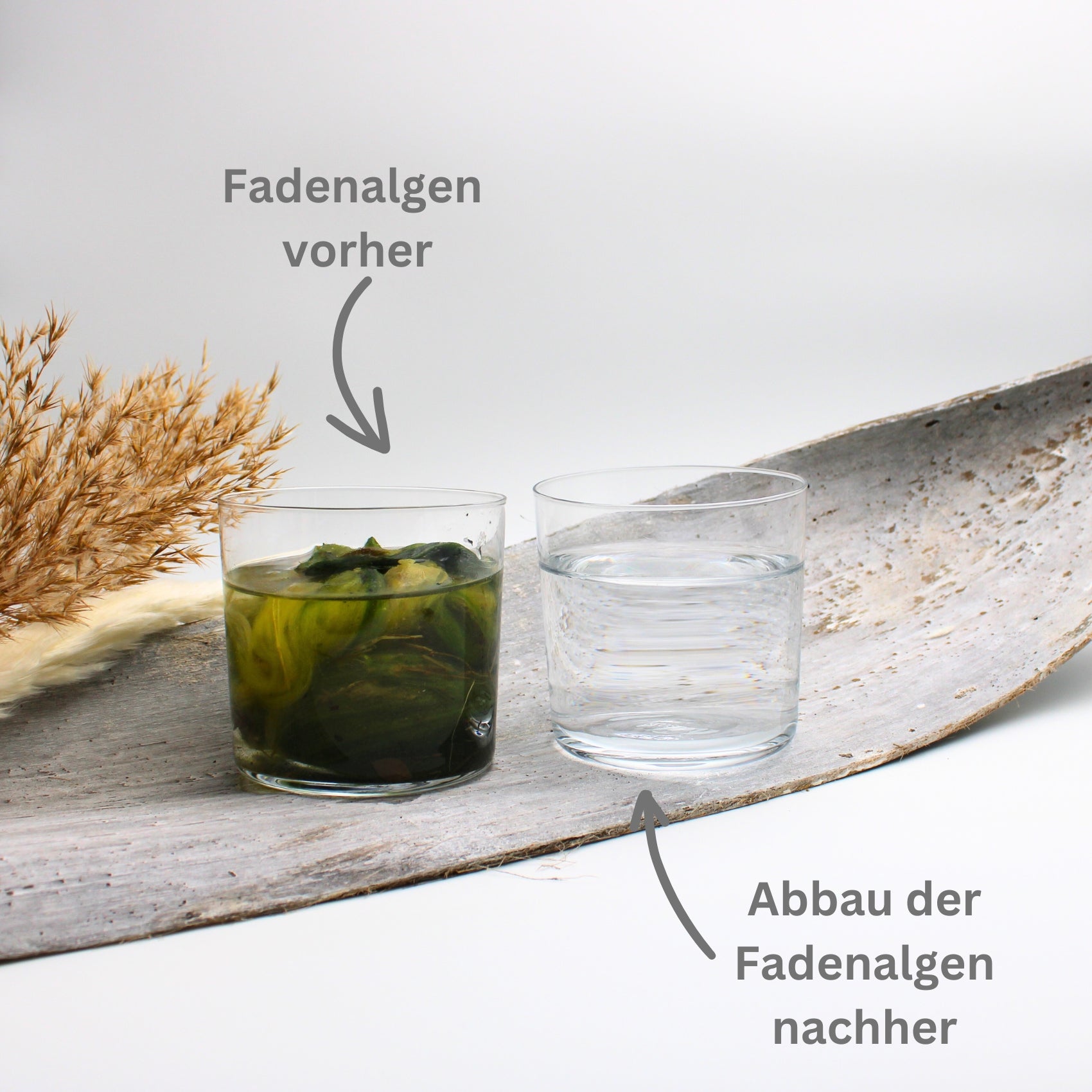 fadenalgen entferner fadenalgenauflöser-kur anwendund vorher nachher