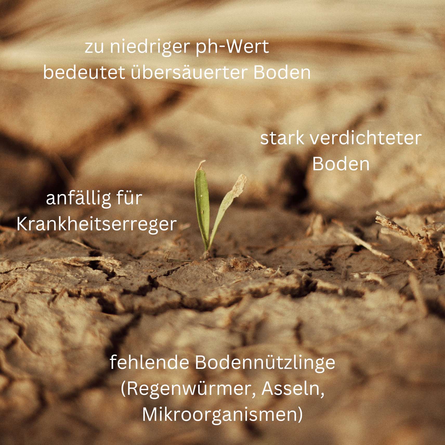 schlechter Boden im Garten