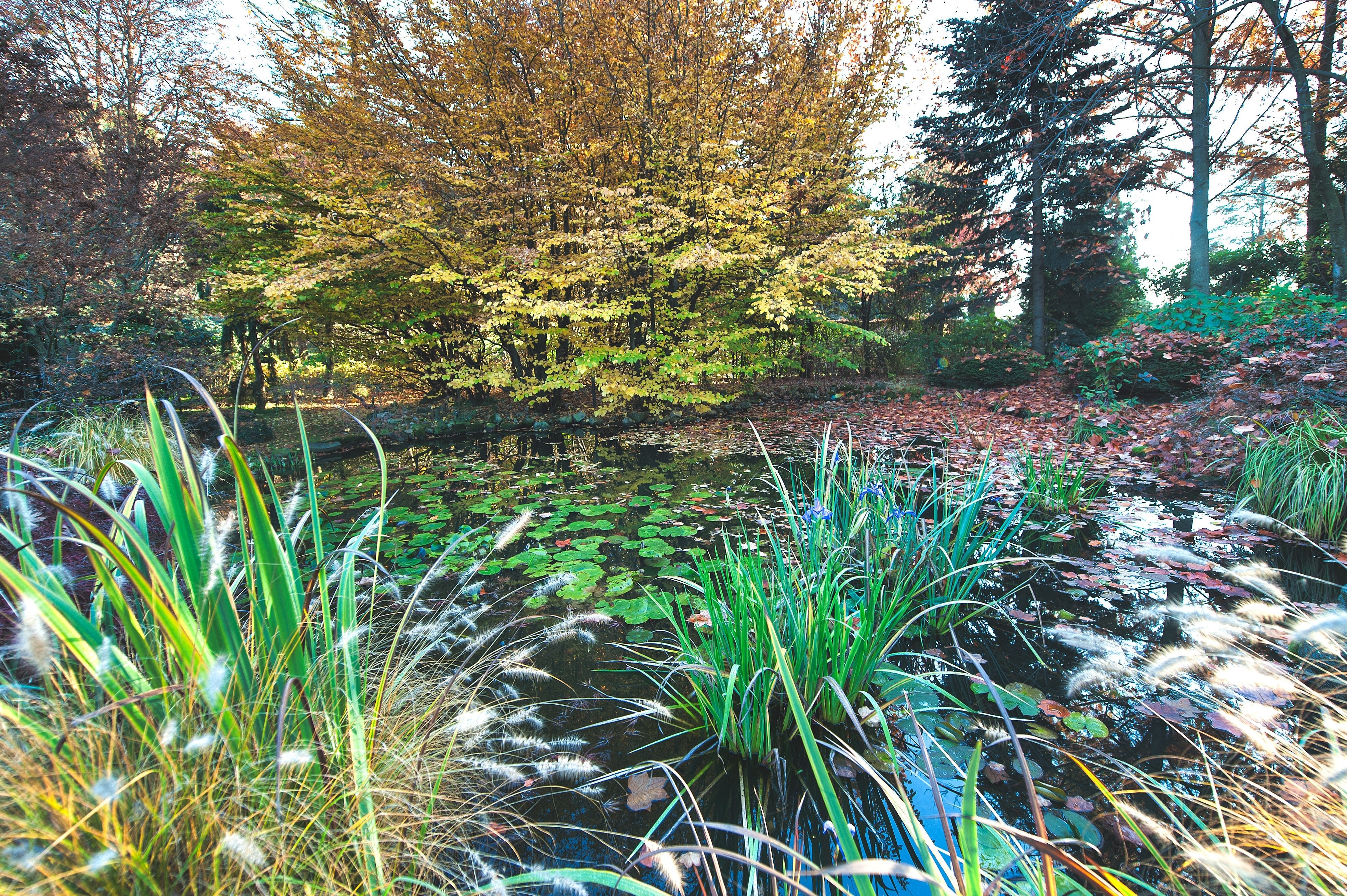 teichpflege im Herbst  Teichpflege im winter