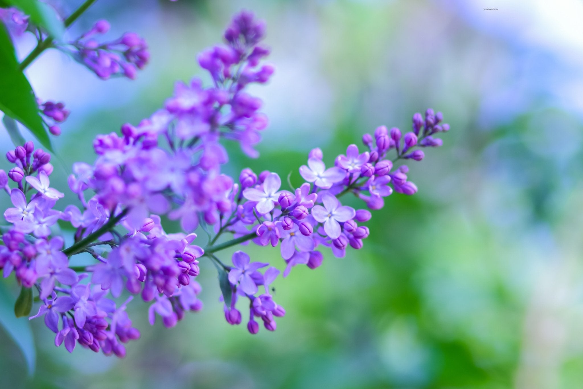 Teichpflege im Frühling