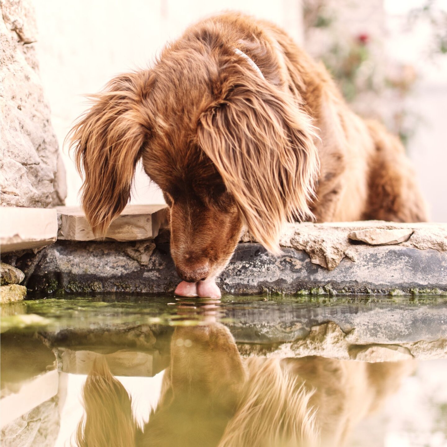 hund trinkt teichwasser